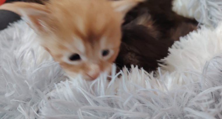 1 hónapos kisfiú foglalható