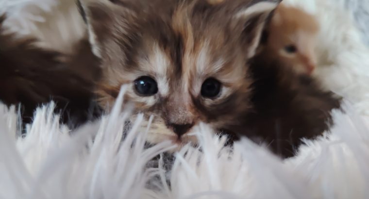 1 hónapos kislány foglalható