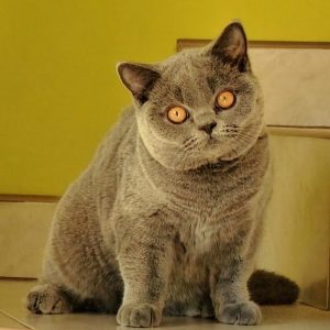 Profilkép kiválasztása