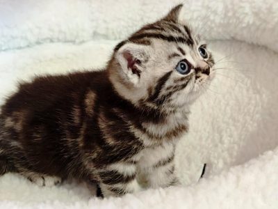 Brit rövidszőrű fekete-ezüst tabby