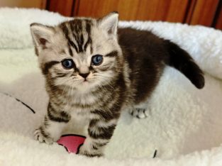 Brit rövidszőrű tabby kisfiú