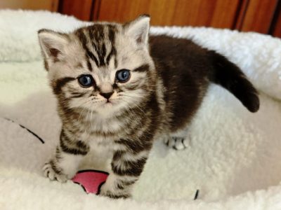 Brit rövidszőrű tabby kisfiú