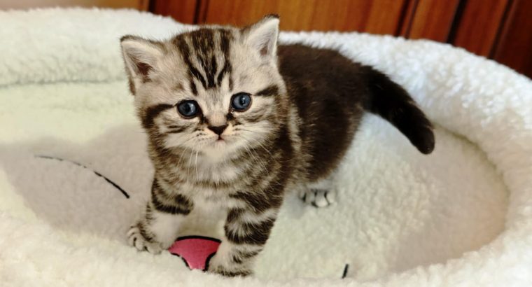 Brit rövidszőrű tabby kisfiú