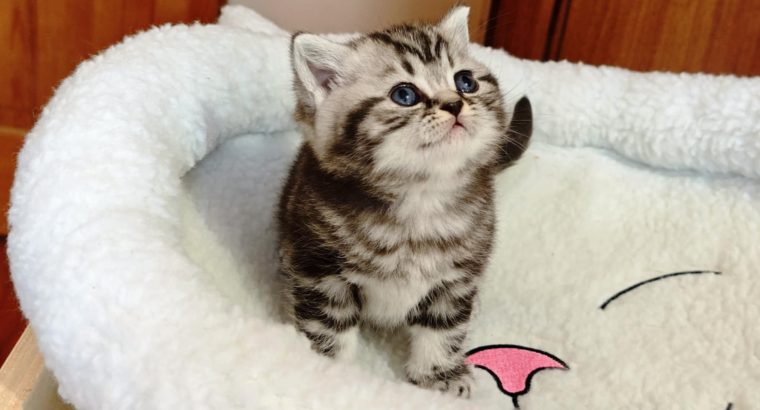 Brit rövidszőrű tabby kisfiú