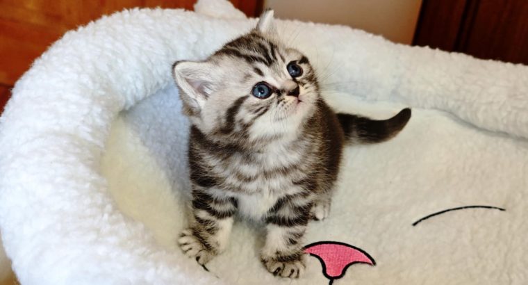 Brit rövidszőrű tabby kisfiú