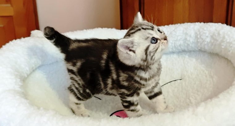 Brit rövidszőrű tabby kisfiú