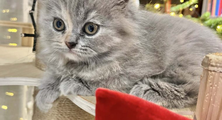 Brit hosszúszőrű kislány