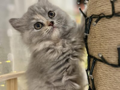 Brit hosszúszőrű kislány