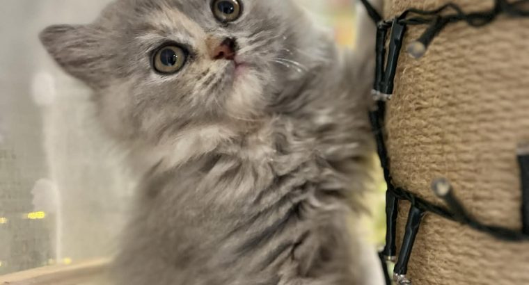 Brit hosszúszőrű kislány