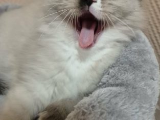 Trixi-ragdoll seal mitted kislány