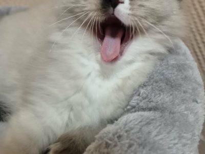 Trixi-ragdoll seal mitted kislány