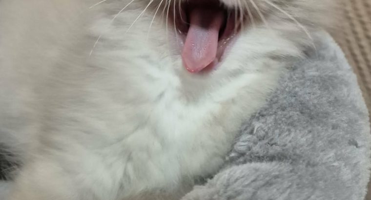 Trixi-ragdoll seal mitted kislány