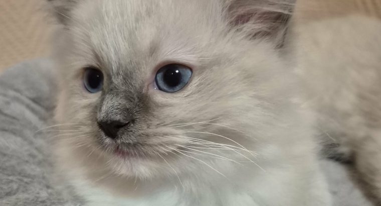 Teo- blue mitted ragdoll kandúr