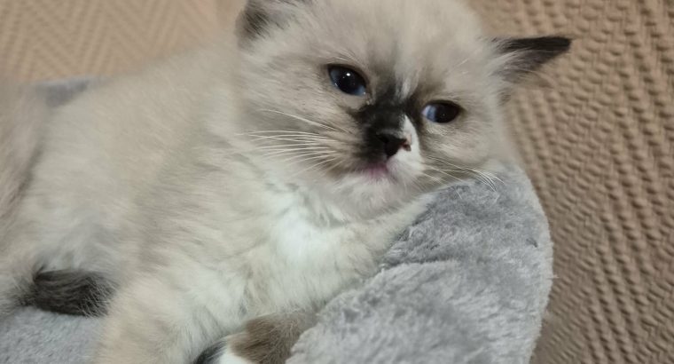 Trixi-ragdoll seal mitted kislány