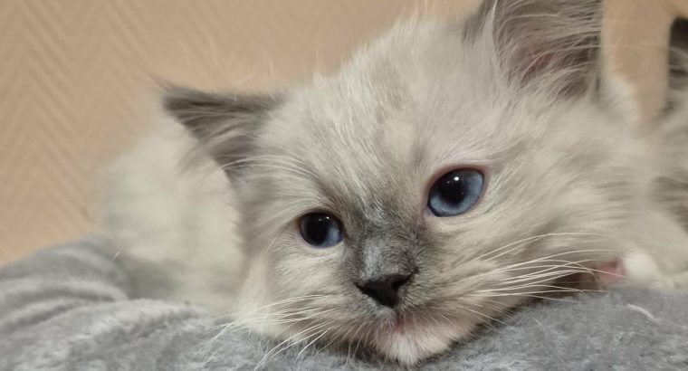 Teo- blue mitted ragdoll kandúr
