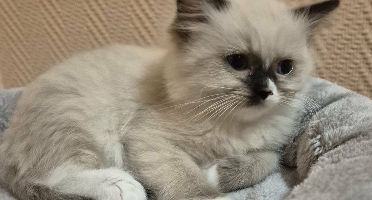 Trixi-ragdoll seal mitted kislány