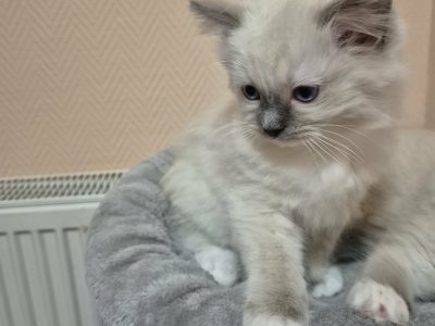 Teo- blue mitted ragdoll kandúr