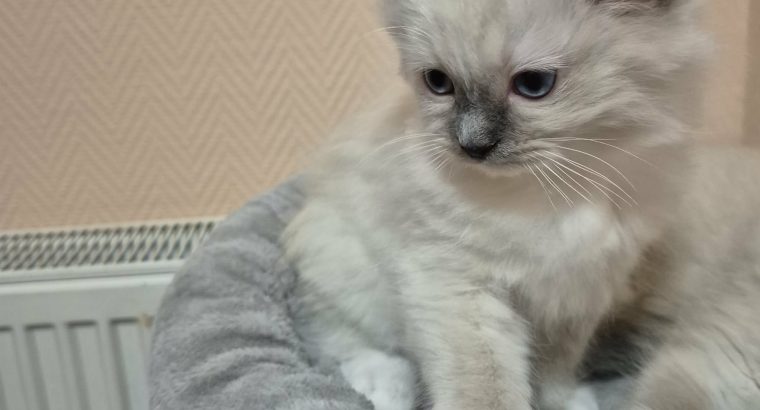 Teo- blue mitted ragdoll kandúr