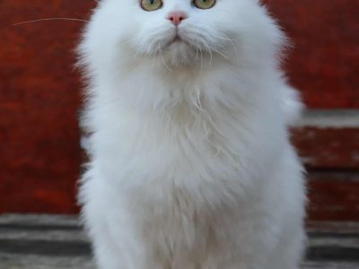 Fehér szibériai kandúr