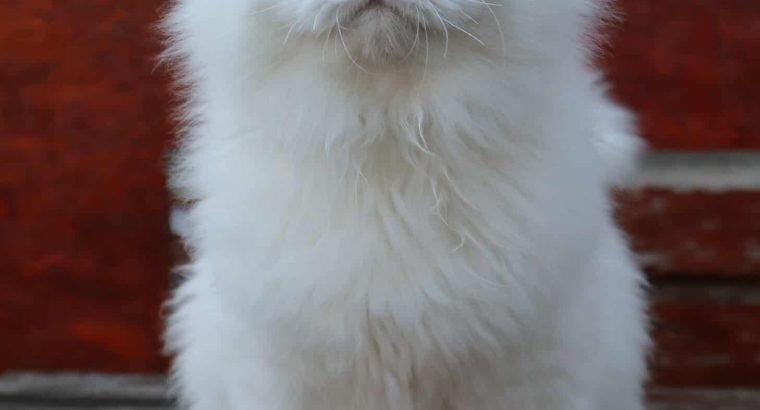 Fehér szibériai kandúr