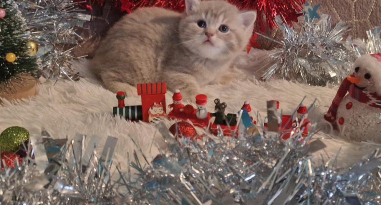 Brit rövidszőrű kis fiú