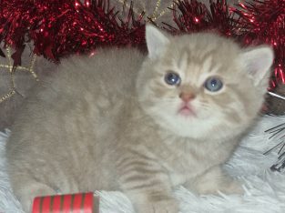 Brit rövidszőrű kis fiú