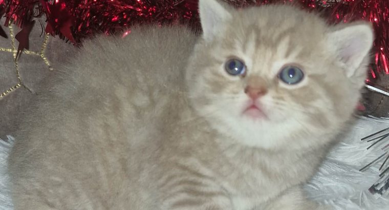 Brit rövidszőrű kis fiú