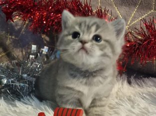 Brit rövidszőrű kis lány