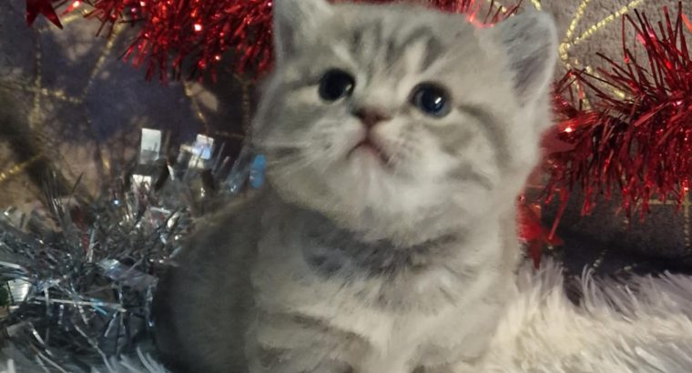 Brit rövidszőrű kis lány