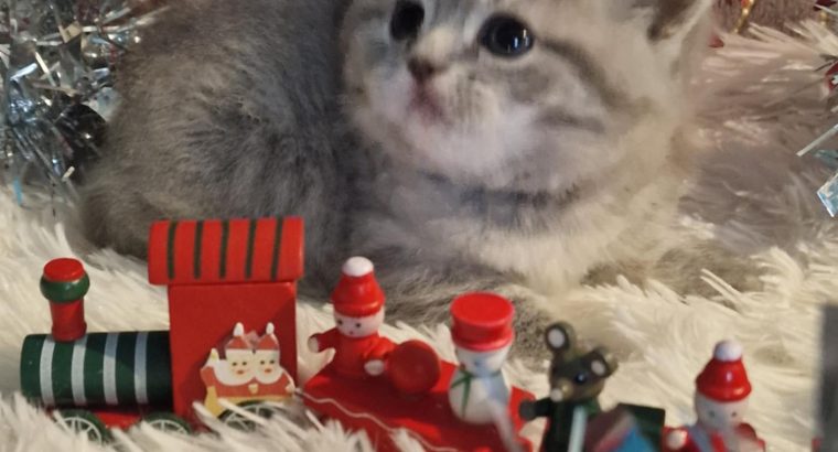 Brit rövidszőrű kis lány