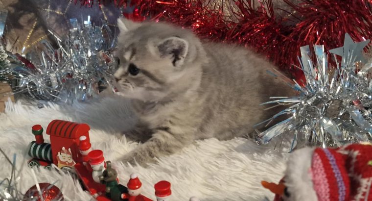 Brit rövidszőrű kis lány