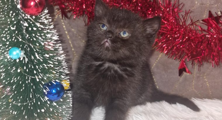 Skót állófülű fekete fiú