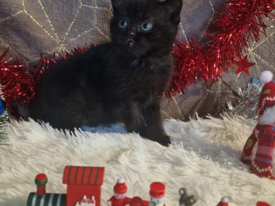 Skót állófülű fekete fiú