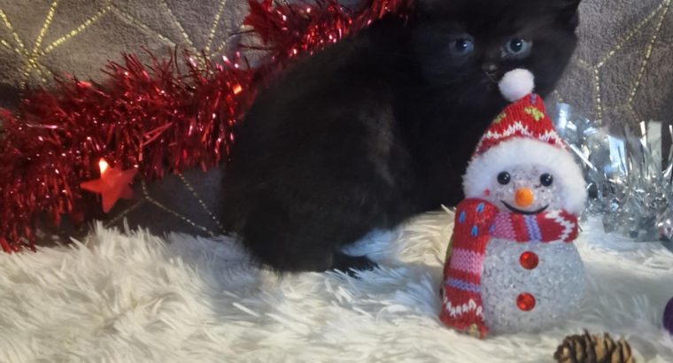 Skót állófülű fekete fiú