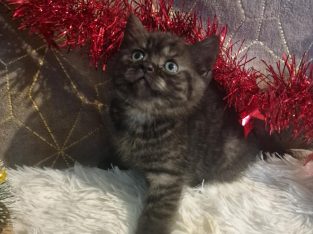 Skót állófülű füst kis fiú