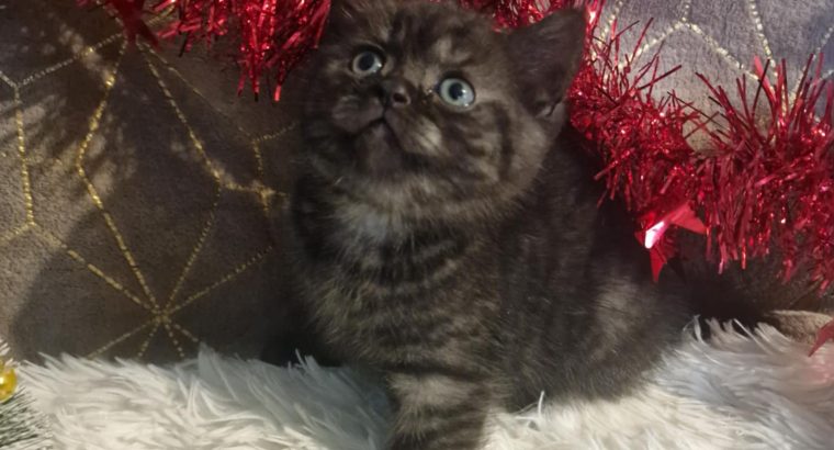 Skót állófülű füst kis fiú