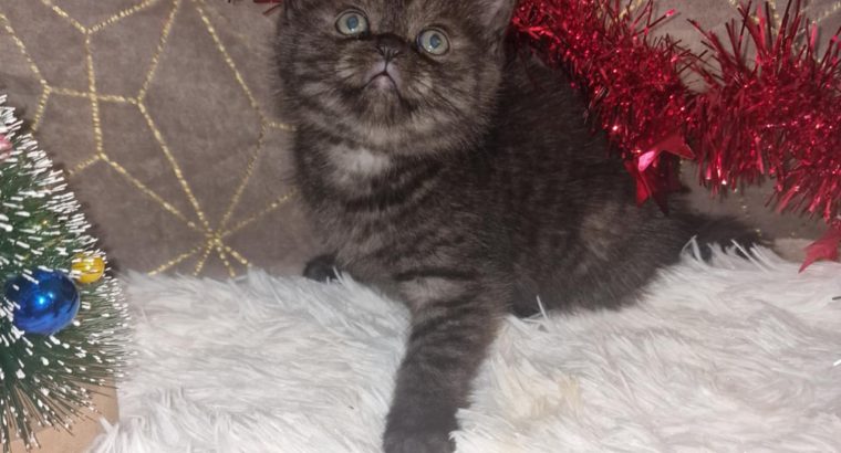 Skót állófülű füst kis fiú