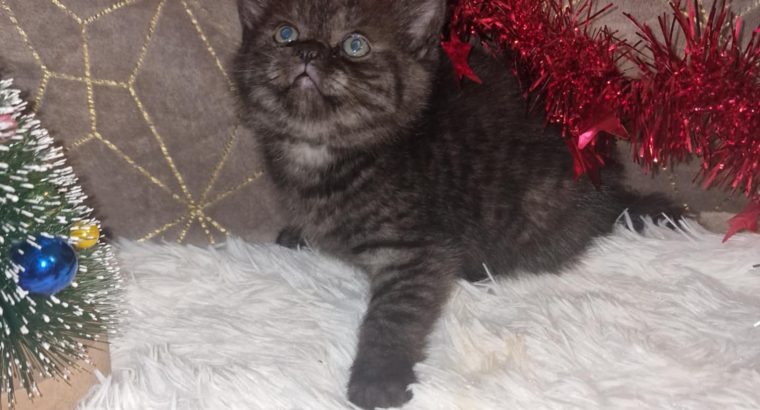 Skót állófülű füst kis fiú