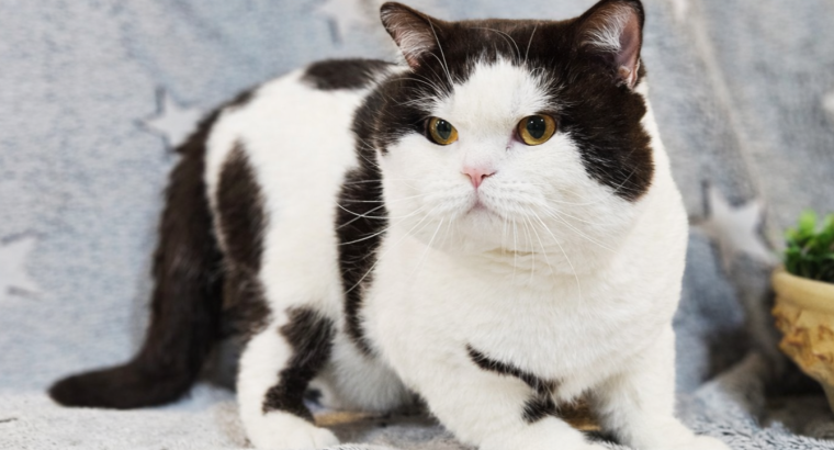 Tenyésztésre eladó kandúr