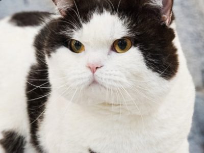 Tenyésztésre eladó kandúr