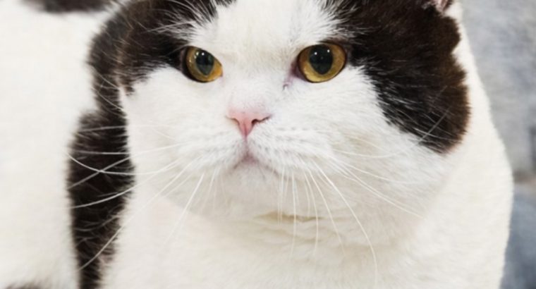 Tenyésztésre eladó kandúr