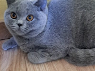 Gyonyorű kék lány