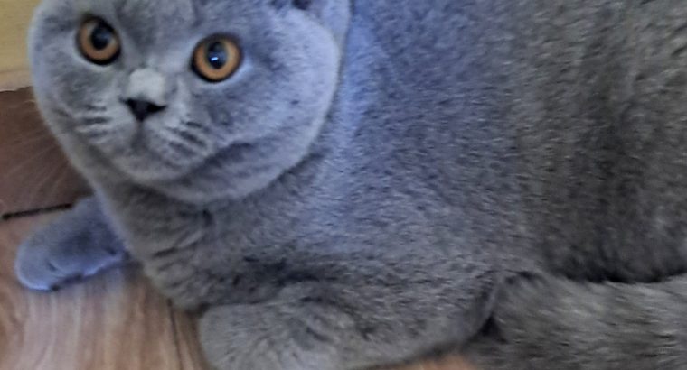 Gyonyorű kék lány