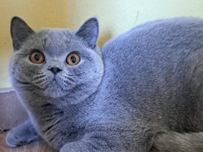 Gyonyorű kék lány