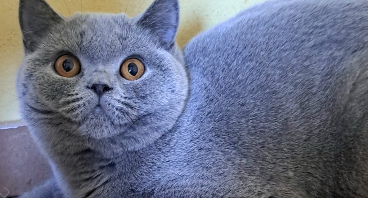 Gyonyorű kék lány