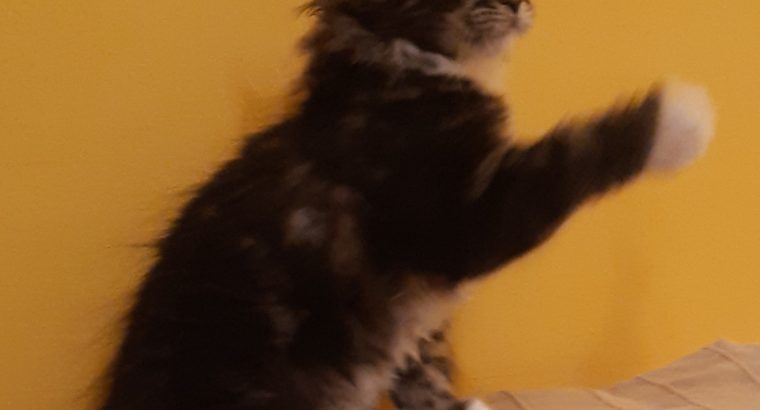 Xénia pont Reád vár