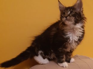 Xénia pont Reád vár