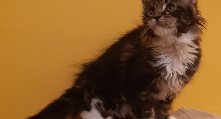 Xénia pont Reád vár