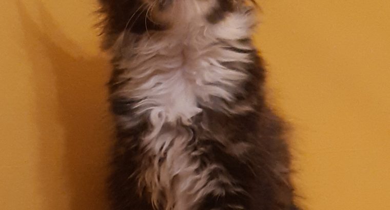 Xénia pont Reád vár