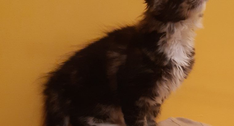 Xénia pont Reád vár